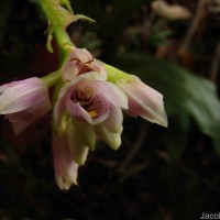 Geodorum densiflorum (Lam.) Schltr.